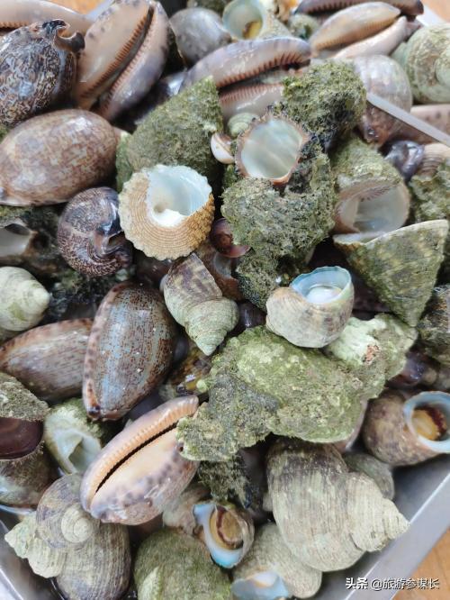 去三亚旅游一周需要多少钱(去三亚旅游大概需要多少费用) 去三亚旅游一周需要多少钱(去三亚旅游大概需要多少费用)