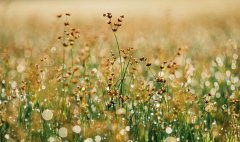 知识课堂“驳回商标注册申请复审申请书”