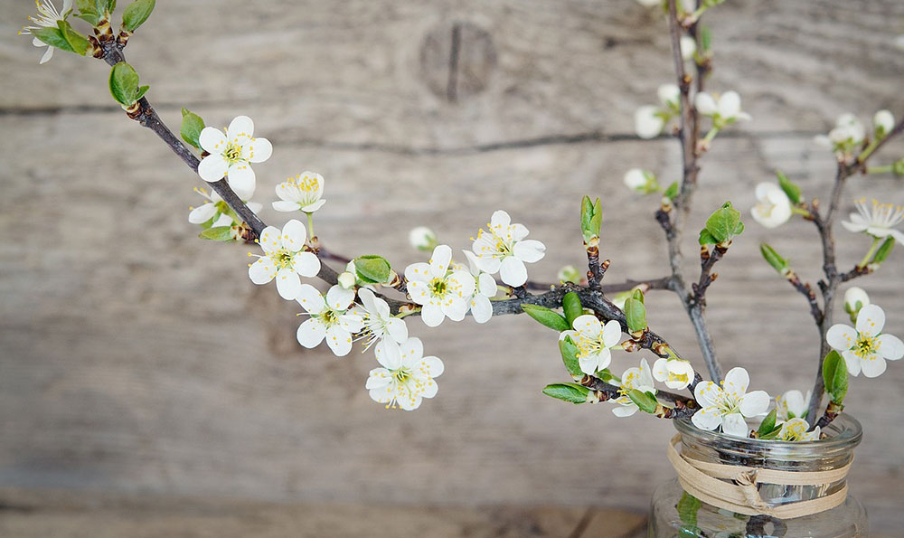 盾妈妈商标交易注意事项和申请资料