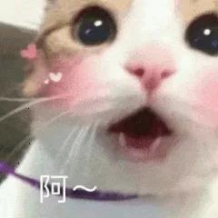 雷军3件“小米小爱”商标驳回复审失败了...