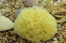 天然海绵属于商标哪个类别 天然海绵属于商标哪个类别