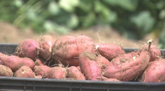 地瓜做出商标,第一年赚20万!诀窍有这几点