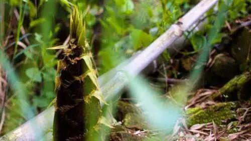 内江这个食材获得了国家地理标志证明商标