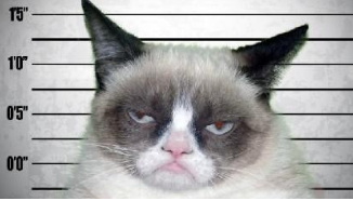 美网红“不爽猫”病逝 暴躁表情曾俘获全球猫奴 美网红“不爽猫”病逝 暴躁表情曾俘获全球猫奴