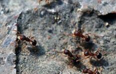 两只“蚂蚁”因商标权打架谁占理 法院:不构成侵权 两只“蚂蚁”因商标权打架谁占理 法院:不构成侵权