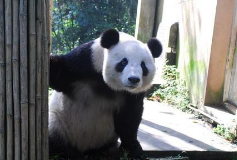 因 国宝“大熊猫“被抢注成汽车商标 500万拍卖狂赚5000倍!