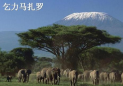大连人抢来的“乞力马扎罗”商标 现在尘埃落定 大连人抢来的“乞力马扎罗”商标 现在尘埃落定
