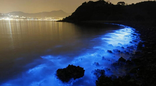 “蓝眼泪”遭商标抢注，马祖人卖糕饼、茶饮恐涉商标侵权