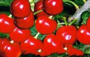 泰安:“化马湾大樱桃”获批 林业地理标志证明商标 泰安:“化马湾大樱桃”获批 林业地理标志证明商标