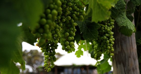 酒庄葡萄酒”证明商标将授予中国16个酒庄 旨在