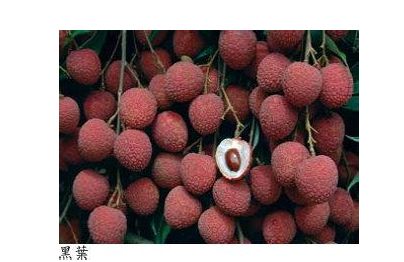 云浮“庞寨黑叶荔枝”获评地理标志保护产品 云浮“庞寨黑叶荔枝”获评地理标志保护产品
