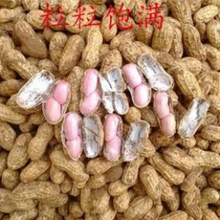 泗河源花生获中国农产品地理标志认证 泗河源花生获中国农产品地理标志认证