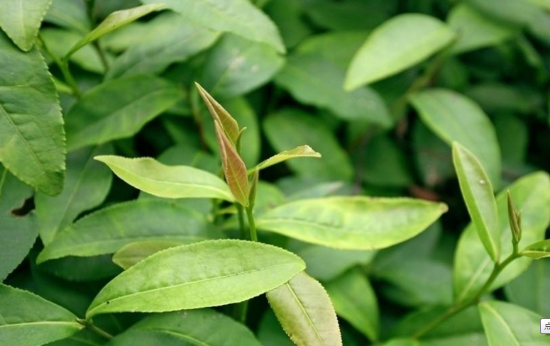 打响河源茶品牌 做大河源茶产业