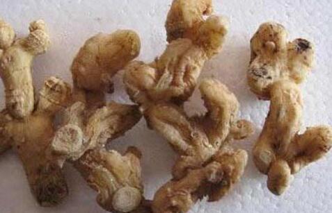 标局快报：“九华黄精”成功注册国家地理标志证明商标