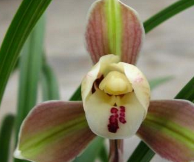 内江：“隆昌素”兰花商标注册