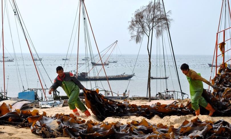莆田商标注册要闻：南日海带获评地理标志证明
