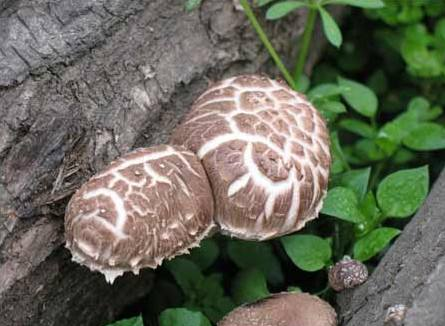 房县小花菇之湖北地理标志商标