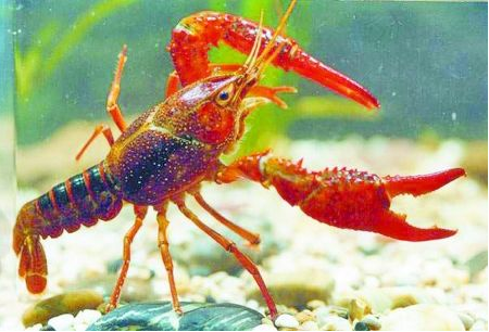 湖北荆州市闸口小龙虾喜获评中国地理标志证明商标 湖北荆州市闸口小龙虾喜获评中国地理标志证明商标