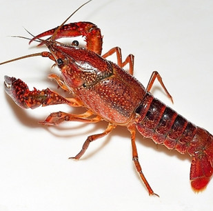 南京的龙虾店遍地开花