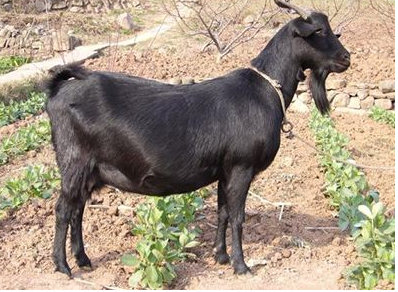 四川“营山黑山羊”荣获2017中华品牌博览会银奖 四川“营山黑山羊”荣获2017中华品牌博览会银奖