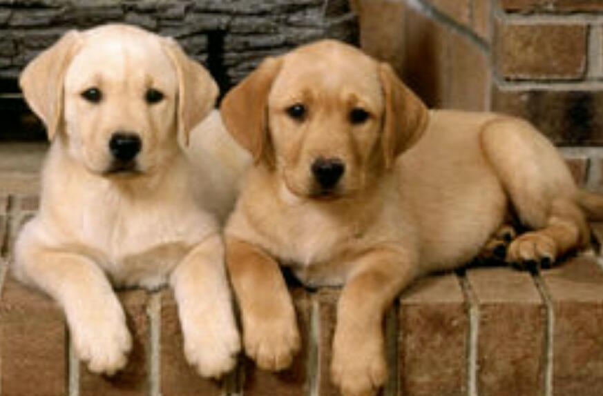 宠物商标属于第几类? 宠物商标属于第几类?