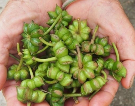 厉害啦!广西“上林八角”成地理标志证明商标