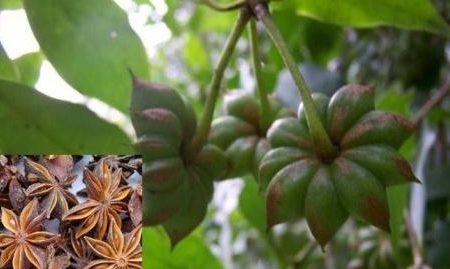 厉害啦!广西“上林八角”成地理标志证明商标