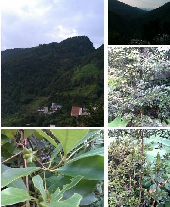 厉害啦!广西“上林八角”成地理标志证明商标