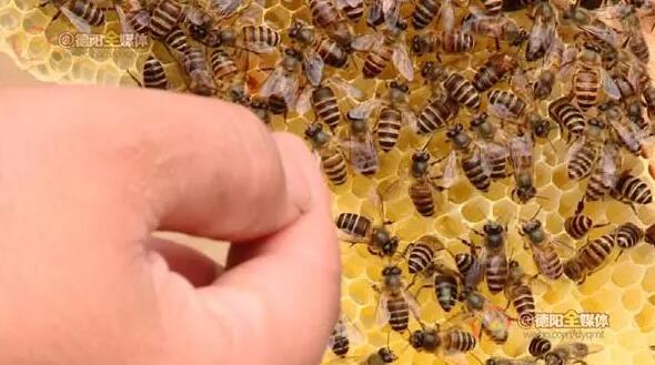 依云陷商标纠纷和“蜂蜜哥”杠上了，这次谁能笑到最后？