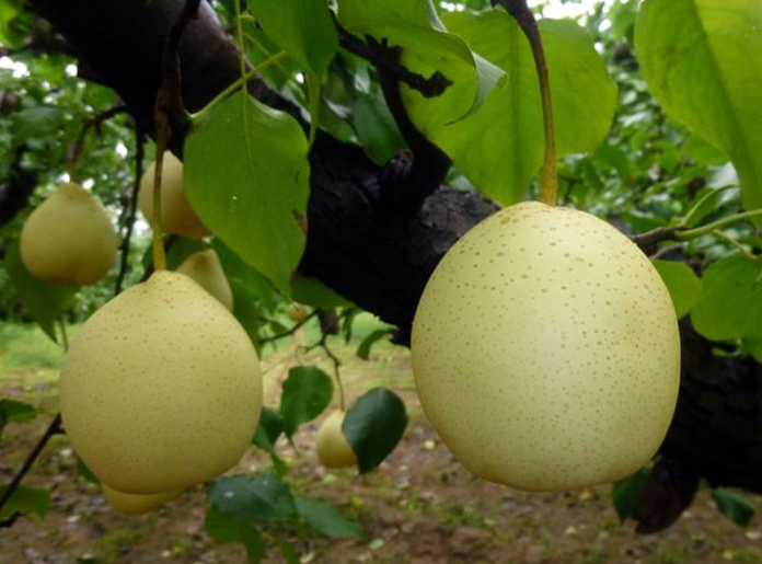 “晋州鸭梨”地理标志商标巡礼之小商标大市场 “晋州鸭梨”地理标志商标巡礼之小商标大市场