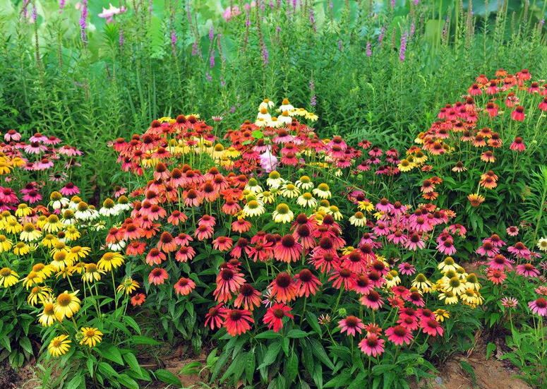 园艺花卉属于第几类商标 园艺花卉属于第几类商标