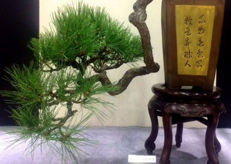 “如派”盆景首次大规模亮相上海 盆景七大流派之一名不虚传 “如派”盆景首次大规模亮相上海 盆景七大流派之一名不虚传