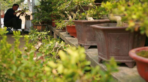 “如派”盆景首次大规模亮相上海 盆景七大流派之一名不虚传 “如派”盆景首次大规模亮相上海 盆景七大流派之一名不虚传