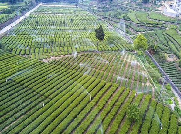 “三峡”茶叶国际商标​成功 宜昌点军茶叶将首