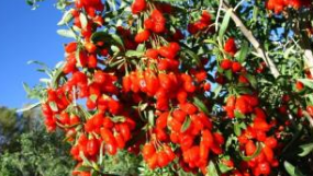 不属于中宁枸杞的不得用“中宁枸杞”商标 不属于中宁枸杞的不得用“中宁枸杞”商标