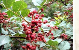 汉源花椒:一张“金名片” 一把“金钥匙” 汉源花椒:一张“金名片” 一把“金钥匙”