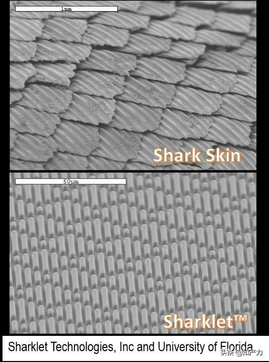 罗永浩刚刚发布的Sharklet,关键商标竟然已经被别人注册了